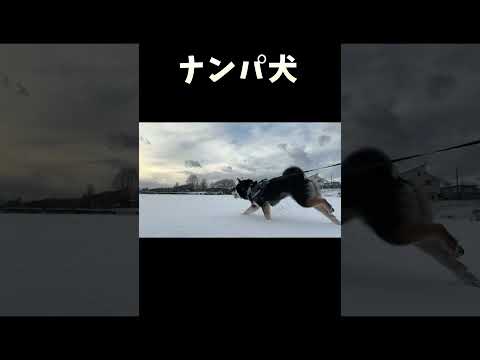 ナンパ犬 サムネイル