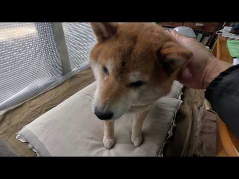 気持ちよくても決して笑顔を見せてはいけないと思っている やわらか武士ココさん サムネイル