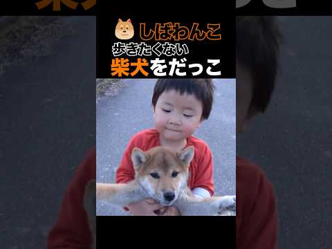 歩かない柴犬を抱っこ Holding a Shiba Inu shibainu 柴犬 しばわんこ しば犬