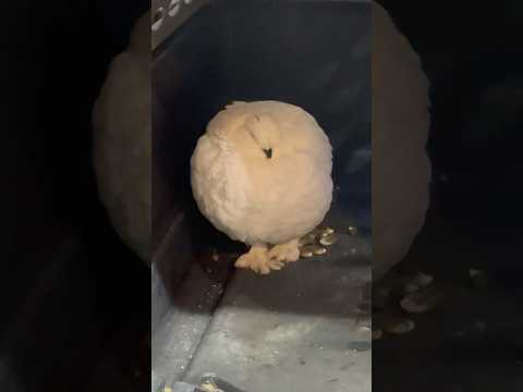 shorts ニホンライチョウ　ガール　那須どうぶつ王国　2026年1月30日 サムネイル