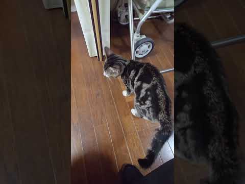 知らない昭和9年生まれ人（バアチャン）を初めて見た子猫キビの反応 子ネコ kitten 初対面 サムネイル