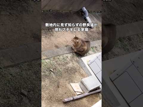敷地内に勝手に入ってきた野良猫にキレ散らかす勇敢な家猫 野良猫 キジトラ 茶トラ shorts サムネイル