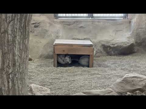 本日も無事2羽確認！　スバールバルライチョウ　那須どうぶつ王国にて　2026年4月11日