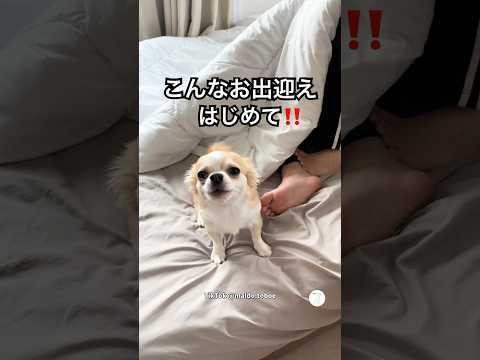 大ジャンプして飼い主をお出迎えするチワワ😂　　チワワ　犬　いぬ　犬のいる暮らし 面白い