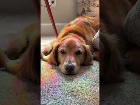 coming home to my golden retriever🥵 goldenretreiver dog ind… サムネイル