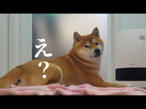 お風呂が大嫌いな柴犬妹！代打で登場した兄が可愛すぎるw w サムネイル