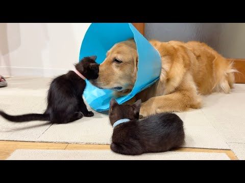 元気がないゴルママを心配して励まそうとする子猫...【ゴールデンレトリバー・ボーダーコリー】