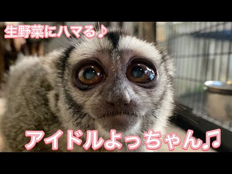 癒しのおばあちゃんアイドルよっちゃん♪最近ハマっている生野菜のお食事シーンをたっぷりと♫ サムネイル