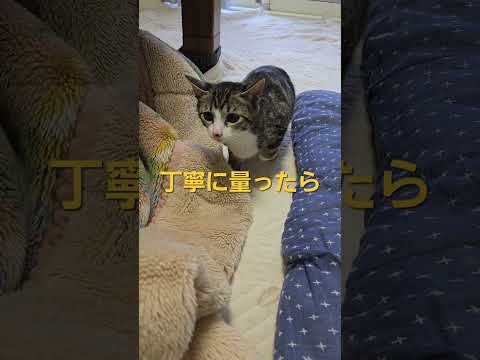 【体重訂正】元旦のキビ。体重1600g cat kitten 猫 子猫 仔猫 子猫の体重 ibukikohaku 癒し… サムネイル