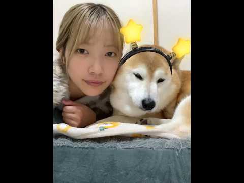 柴犬福 姉と柴犬の自撮り🤣Sis and Shiba🤣姉と柴 shorts funny 柴犬 shibainu fun… サムネイル