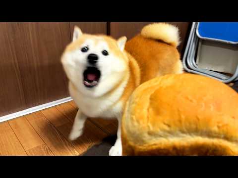 お姉ちゃんの焼き立てパンを格上のライバルと認定し、血も涙もなくブチ切れる柴犬 サムネイル