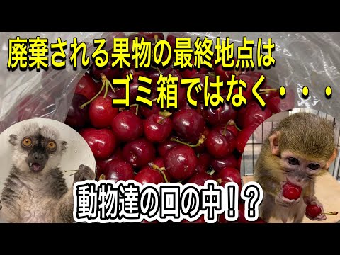 捨てられる果物が行く末は、ゴミ箱ではなく・・・動物園の動物達のお口の中！？ サムネイル