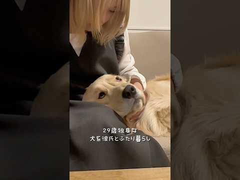 麹がお膝でゴロンしてるうちに身体のチェックを済ませてます☝️#ゴールデンレトリバー #犬と2人暮らし #おにゅこじハウス サムネイル