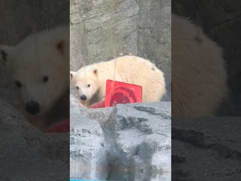 shorts 赤いコーンコロコロモモ太くん　  ホッキョクグマの仔　秋田県男鹿水族館GAOにて2026年4月30日 サムネイル