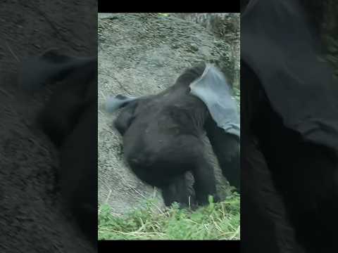 oops! gorilla 🤣 gorillatag taipeizoo 金剛猩猩 台北市立動物園 zoo funny… サムネイル