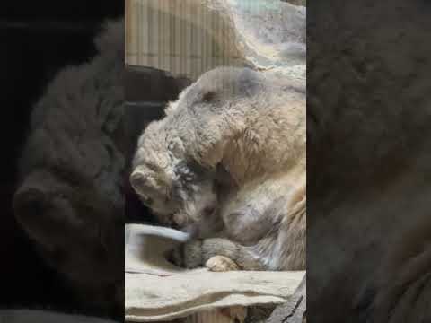 shorts 毛繕いプリームラちゃん　マヌルネコ　上野動物園にて　2026年2月6日