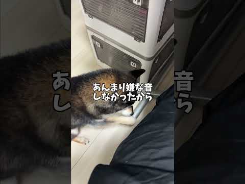 飼い主への嫌がらせを試みる🐕黒柴 サムネイル