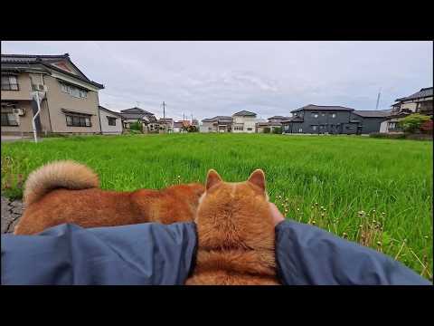 上手に隠れていますが画面の何処かに猫さんが1匹居ます🐱🍞🍞 サムネイル