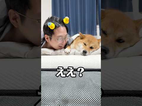 なんだかんな主を愛してるごんちゃん🩷　柴犬 shorts