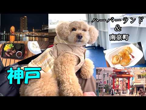 【愛犬とお出かけ】神戸を満喫する大きいトイプードル【神戸ハーバーランド】【デカプー】【トイプードルのロアくん】 サムネイル