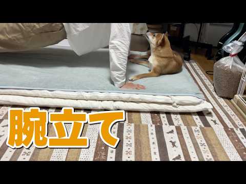 柴吸いしながらの腕立てなら頑張れる気がする　柴犬小夏 サムネイル