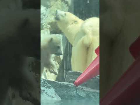 shorts 赤いコーンさん！あぁ〜💦　  ホッキョクグマのモモ太くん　秋田県男鹿水族館GAOにて2026年4月30日 サムネイル
