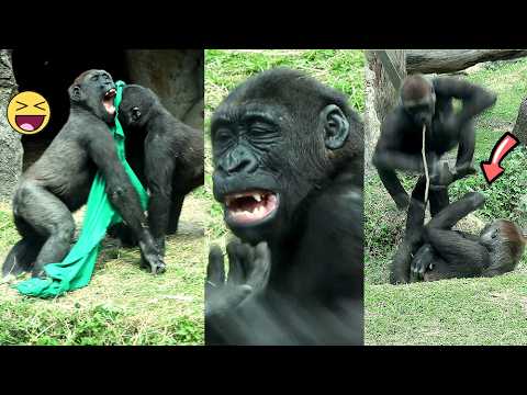 Gorilla Ringo did enjoy wrestling w/Jabali even lose,fun J… サムネイル