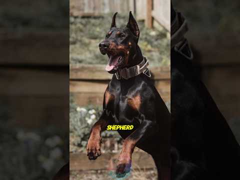 How Smart Is a Doberman Compared to a German Shepherd short… サムネイル