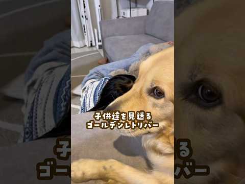 子供達を見送るゴールデンレトリバー ゴールデンレトリバー 大型犬のいる生活 大型犬と子供 goldenretreiver サムネイル