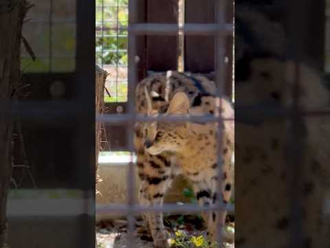 shorts ゆいちゃん😊　サーバル　のんほいパークにて　2026年4月3日 サムネイル