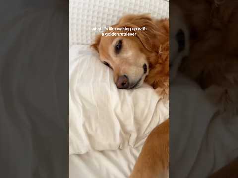 coming home to my golden retriever🥵 goldenretreiver dog ind… サムネイル
