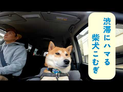 お腹ペコペコなのに動かなくて虚無【あるじのステップ】 サムネイル