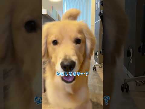 コロッケとの生活大体こんな感じ 大型犬 ゴールデンレトリバー サムネイル