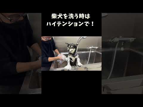 柴犬を洗う時はハイテンションで サムネイル