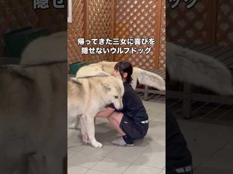 帰ってきた三女にすごく喜ぶウルフドッグ #ウルフドッグ #狼犬 #大型犬 #shorts サムネイル