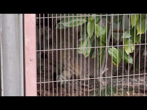 きょうだいで遊んでます〜　エルくんとミーニャちゃんの息子たち　マヌルネコ　東山動植物園にて　2026年3月13日 サムネイル