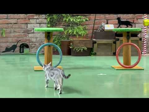 オープニング♪ なかなか見れない猫によるショー ザ・キャッツ(午後)那須どうぶつ王国にて　2026年4月11日 サムネイル