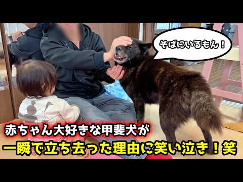 絶対赤ちゃんと一緒にいるもん！と駄々を捏ねてた甲斐犬が一瞬で立ち去った理由 サムネイル