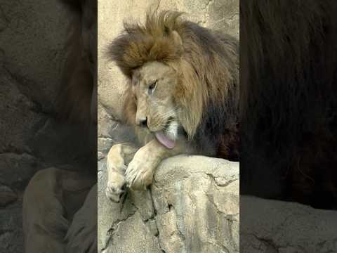 shorts アレンくん ご馳走様まで およそ40分！　屠体給餌「ライオンのガブガブタイム」　千葉市動物公園にて　20… サムネイル