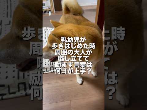 柴犬のとん君、最長のシンキングタイムに主は耐えきれませんでした😆　柴犬　柴犬とん
