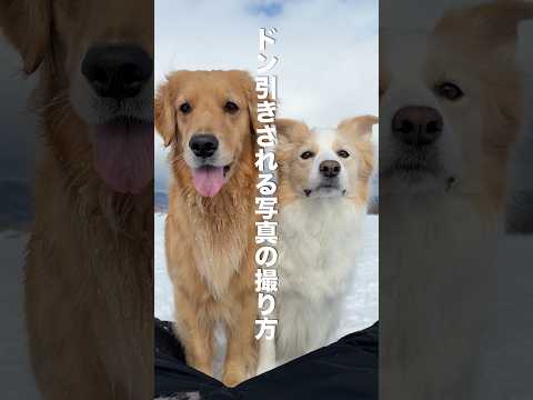 犬がドン引きする飼い主の行動が奇行すぎてやばい...【ボーダーコリー・ゴールデンレトリバー】shorts サムネイル