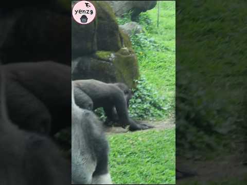 Ringo拍胸Jabali拍地好大聲😆 gorilla taipeizoo 金剛猩猩 台北市立動物園 funnyani… サムネイル