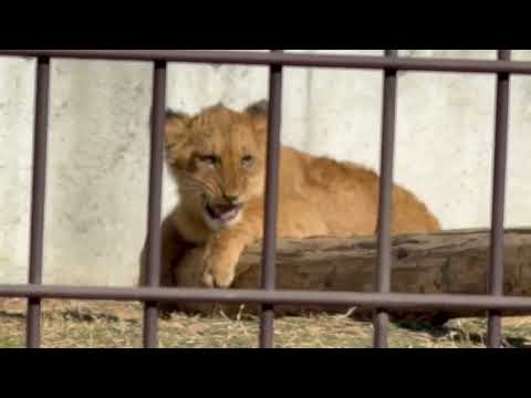 シルクさんと息子たち　ライオン　のんほいパークにて　2026年1月23日 サムネイル