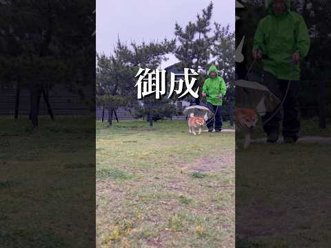 柴犬とん君、連日の雨で、とん様になりっぱなしです… 柴犬　柴犬とん サムネイル
