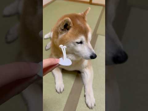 柴犬福 姉からえのきだけをプレゼントされて辟易とする柴犬🤣Sis and Shiba🤣姉と柴 shorts funny… サムネイル
