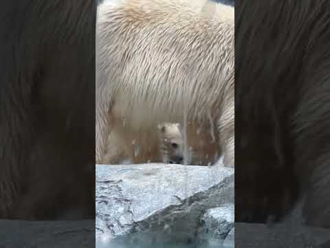 shorts モモちゃんとモモ太くん　  ホッキョクグマ親子　秋田県男鹿水族館GAOにて2026年5月1日 サムネイル
