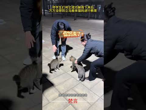 校園裡的小貓上樹兩天沒下來應該是還不會下 師學生們將它解救下來後沒想到還拉來貓媽進行教育 意外 貓 搞笑 有趣 萬萬沒… サムネイル