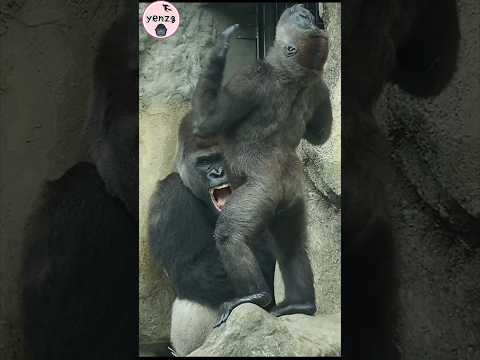 funny gorilla & Daddy🤣 gorillatag taipeizoo 金剛猩猩 台北市立動物園 c…