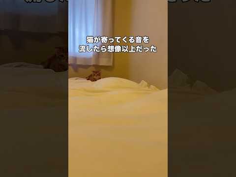 猫が寄ってくる音をやってみたら想像以上に反応してくれたww今も隣でキョロキョロしてます 子猫 スコティッシュフォールド… サムネイル