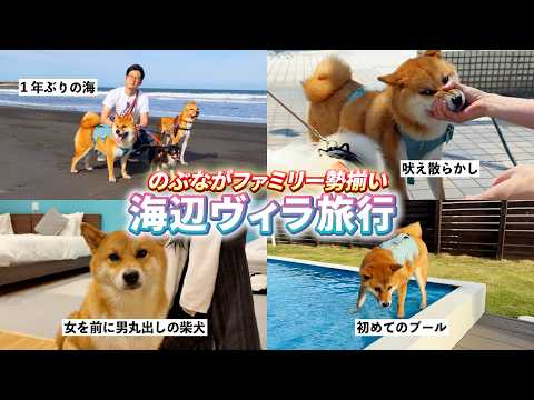 2男3犬ファミリーで千葉へ旅行！久々の海で癒し旅✨ サムネイル